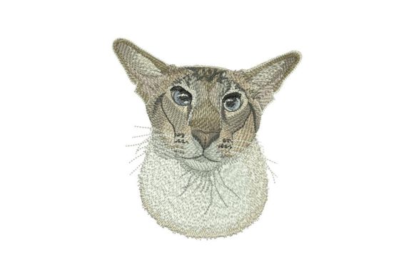 Oriental Cat